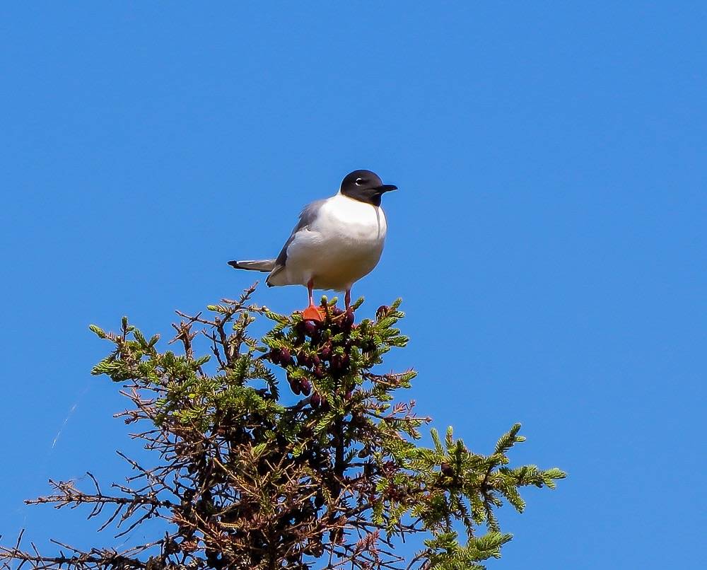 Bonaparte's Gull by Watson Lake is licensed under CC BY-NC-ND 2.